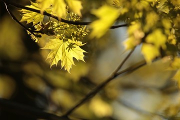 Spring maple leaves during sunset