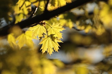 Spring maple leaves during sunset