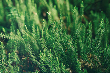 Abstract natural background with green moss in the forest. Seasonal spring eco concept