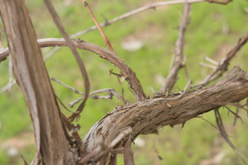 old grape stem