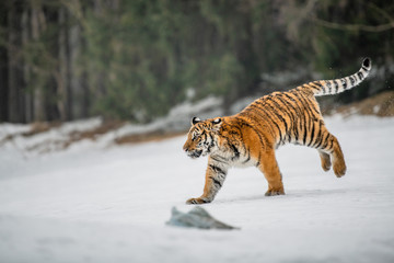 Fototapeta premium Siberian Tiger in the snow (Panthera tigris) 