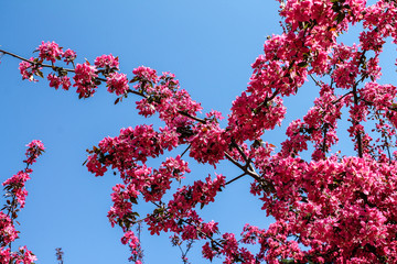 Spring bloom - awakening nature