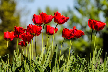 Flowering Tulips - Spring bloom - awakening nature