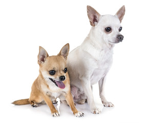 chihuahuas in studio