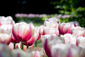 Obraz na płótnie Canvas I tulipani nell'aiuola.