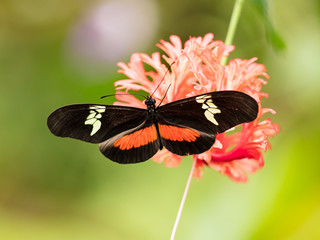 Butterfly Heliconius Hacale zuleikas, in nature habitat.