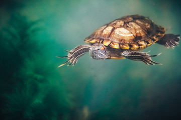 Naklejka premium Red Eared Terrapin - Trachemys scripta elegans in the aquarium