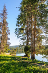 Trees in Yellowstone