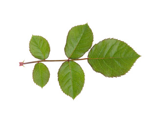 branch of a rose with green leaves on a white background