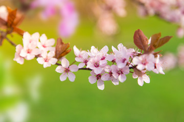 Spring border background with pink blossom