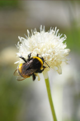 Bumblebee close up