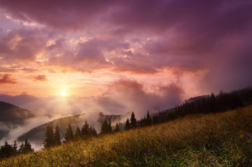 Fototapeta na wymiar Foggy morning shiny summer landscape with mist, golden meadow and sun shining