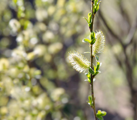 Branch of a tree with blossoming flatteries spring