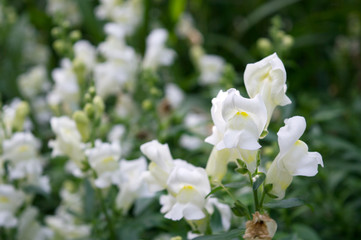 White flowers of antirrhinum majus Royal Bride blooming in autumn garden