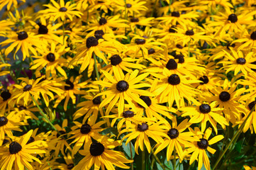 Yellow flowers of rudbeckia hirta blooming in summer garden in august, bright floral background