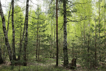 spring forest in may