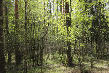Obraz premium spring forest in may