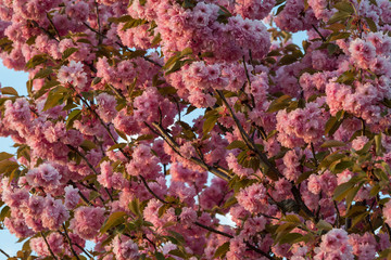 Blooming cherry trees in Japanese park on a sunny morning in spring