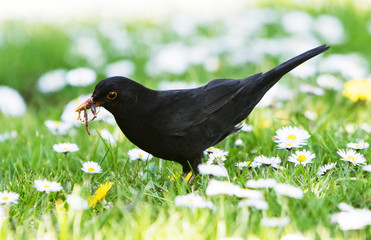Blackbird, Turdus merula