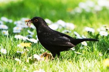 Blackbird, Turdus merula
