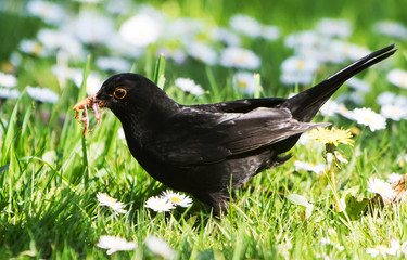 Blackbird, Turdus merula