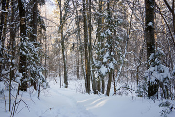 Fototapeta premium winter forest
