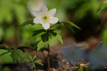 anemone (Anemone nemorosa) in a nature