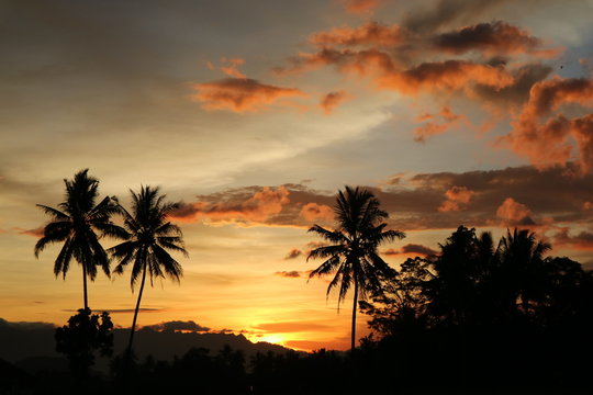 Beautiful Orange Sunset landscape with palm trees