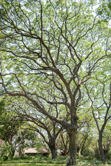 a big tree in a beautiful garden