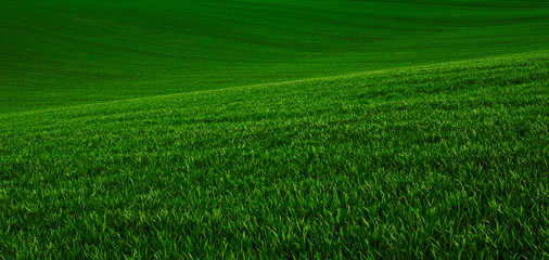 Green grass fields suitable for backgrounds or wallpapers, natural seasonal landscape.