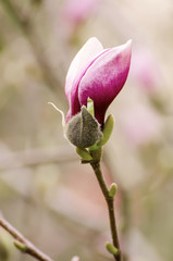 Magnolia flower bud in spring time, retro vintage hipster image
