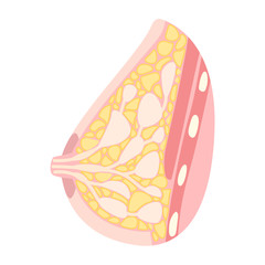 Female breast, mammary gland anatomy illustration