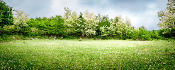 A beautiful green glade with flowering acacia trees and clover flowers. Panoramic view. Spring...