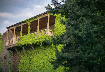 A live hedge on the front of the house. The vine past the balcony of the building. Floral nature background