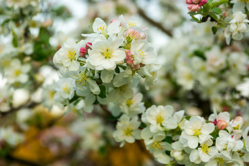 White cherry blossoms in springtime