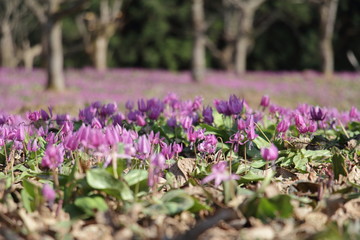 カタクリの花