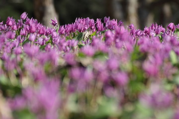 Obraz premium カタクリの花