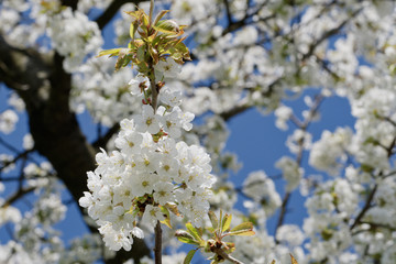 Beautiful flowering fruit trees. Blooming plant branches in spring warm bright sunny day