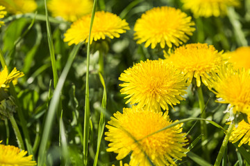 Löwenzahn in Wiese, (Taraxacum officinale)