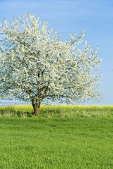 Obraz premium blühender Kirschbaum
