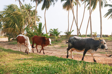 Sri- Lanka cows on the green nature are going near a palms.
