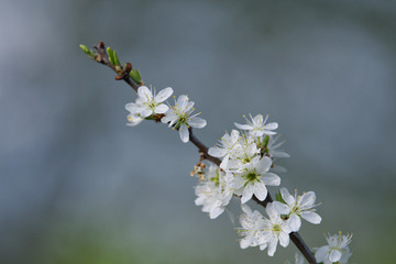 Beautiful flowering fruit trees. Blooming plant branches in spring warm bright sunny day