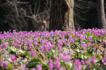 Obraz premium カタクリの花