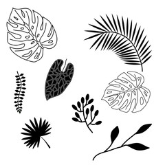 Set of palm leaves silhouettes isolated on white background.