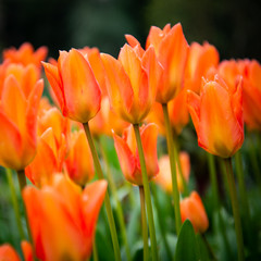 tulips