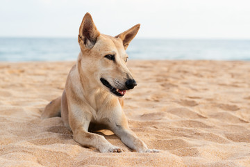 Fototapeta na wymiar Red dog on the ocean beach in Sri Lanka. Close up portrait of animal.