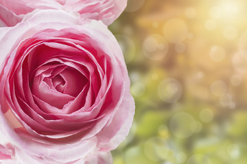 A photo of sweet artificial vintage tone pink pale rose in the garden. Rose shrub in the park. Sunshine, bokeh with selective soft focus. Place for text, copy space. Valentines or birthday background.