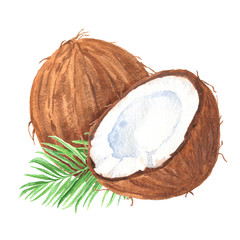 Hand drawn watercolor coconuts composition with green palm leaf, ripe sliced half, food art on white background.