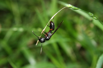 Winged Ant - male