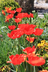 rote tulpenpracht in stolzer reihe